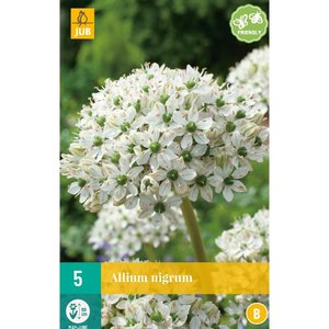JUB Holland Allium nigrum