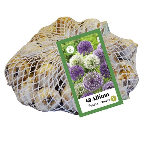 JUB Holland Allium Paars-Wit