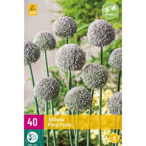 JUB Holland Allium Ping Pong