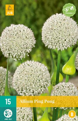 JUB Holland Allium Ping Pong