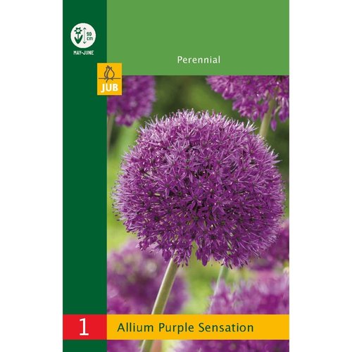 JUB Holland Allium Purple Sensation