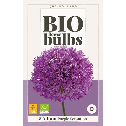 JUB Holland Allium Purple Sensation - bio