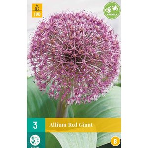 JUB Holland Allium Red Giant
