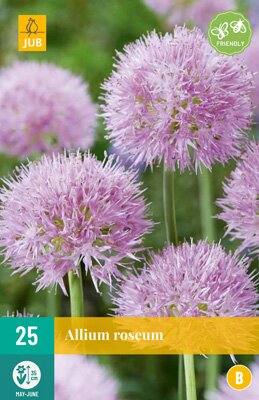 JUB Holland Allium Roseum