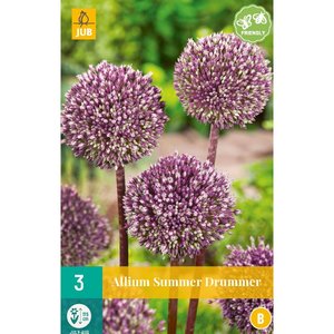 JUB Holland Allium Summer Drummer