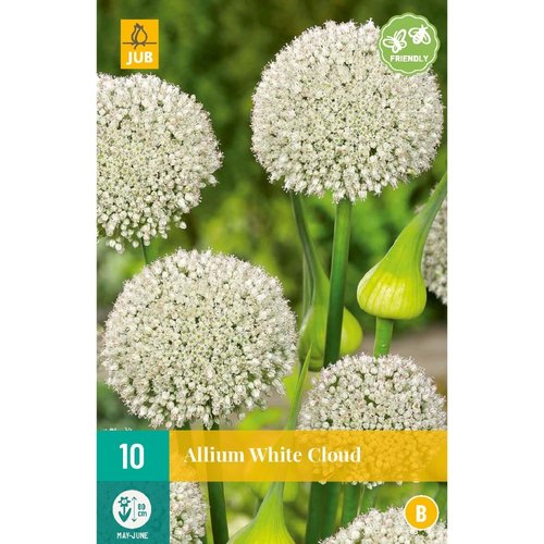 JUB Holland Allium White Cloud