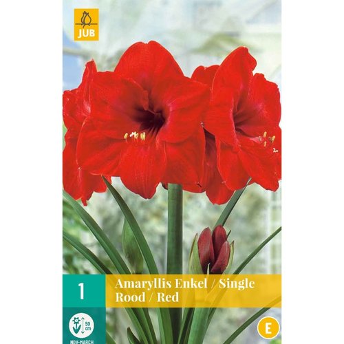 JUB Holland Amaryllis Rood