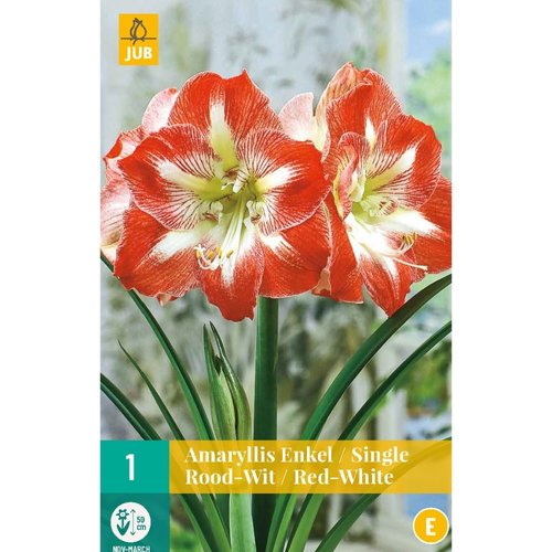 JUB Holland Amaryllis Rood-Wit
