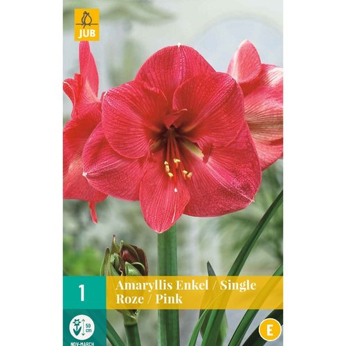 JUB Holland Amaryllis Roze