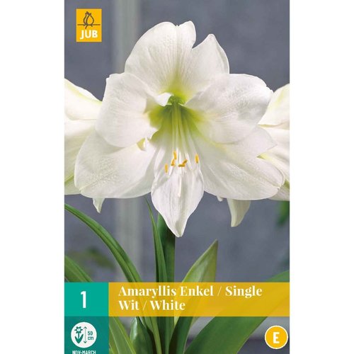 JUB Holland Amaryllis Wit