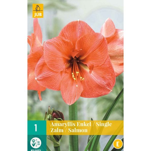 JUB Holland Amaryllis zalm