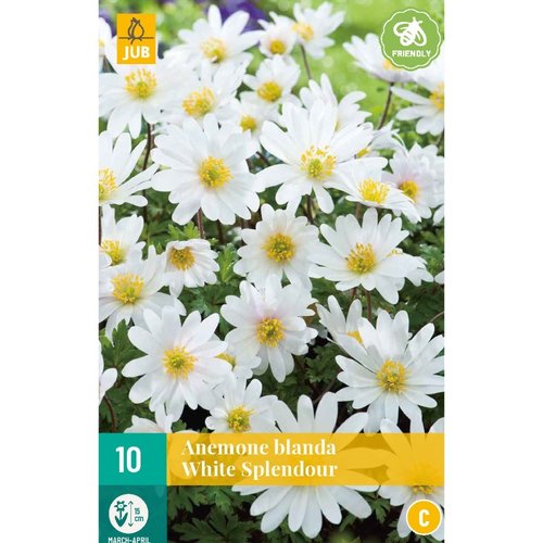 JUB Holland Anemone bl. White Splendour
