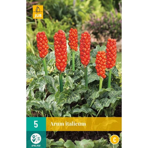 JUB Holland Arum italicum