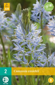 JUB Holland Camassia cusickii