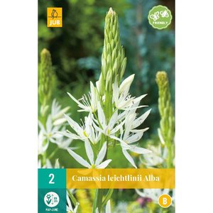 JUB Holland Camassia leichtlinii Alba