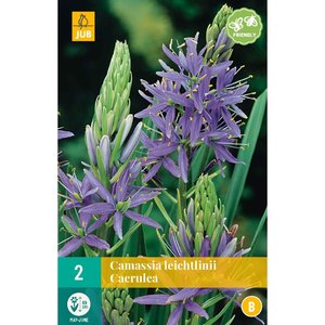 JUB Holland Camassia leichtlinii Caerulea