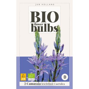 JUB Holland Camassia leichtlinii Caerulea - bio