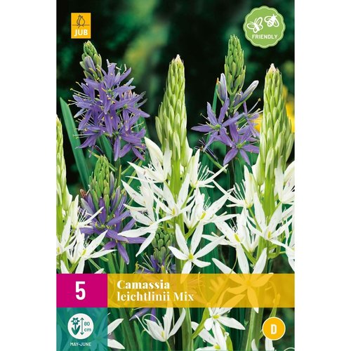 JUB Holland Camassia leichtlinii Mix