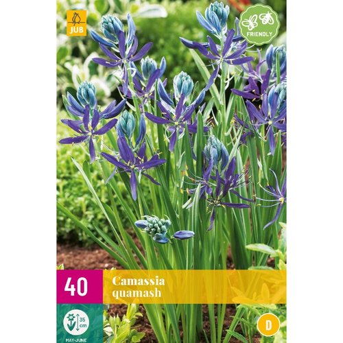 JUB Holland Camassia quamash