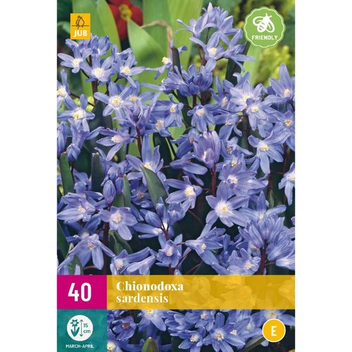 JUB Holland Chionodoxa sardensis
