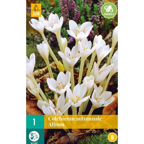 JUB Holland Colchicum autumnale Album