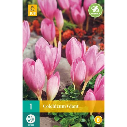 JUB Holland Colchicum Giant