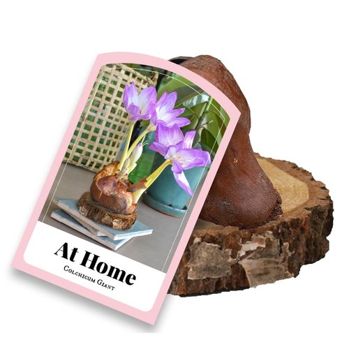 JUB Holland Colchicum Giant op houten schijf