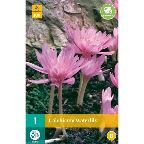 JUB Holland Colchicum Waterlily