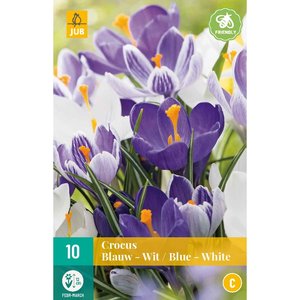 JUB Holland Crocus Blauw-Wit
