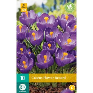 JUB Holland Crocus Flower Record