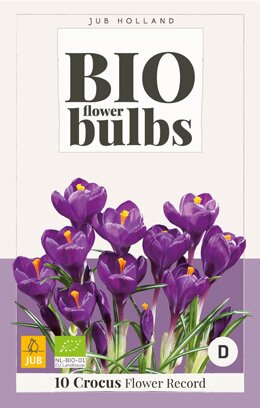 JUB Holland Crocus Flower Record - bio