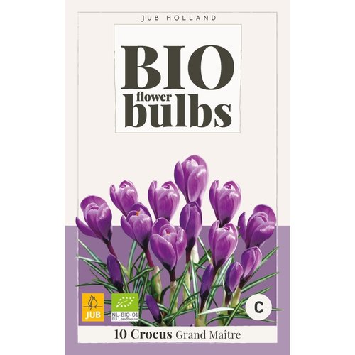 JUB Holland Crocus Grand Maître - bio