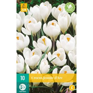 JUB Holland Crocus Jeanne d'Arc