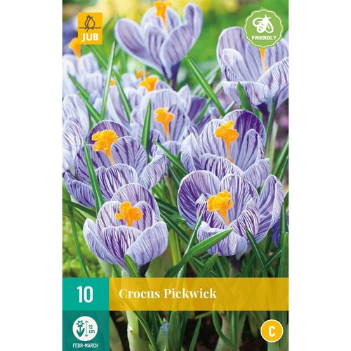 JUB Holland Crocus Pickwick