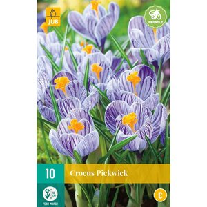 JUB Holland Crocus Pickwick