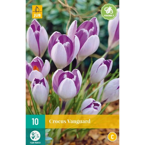 JUB Holland Crocus Vanguard