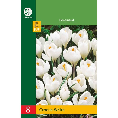 JUB Holland Crocus Wit
