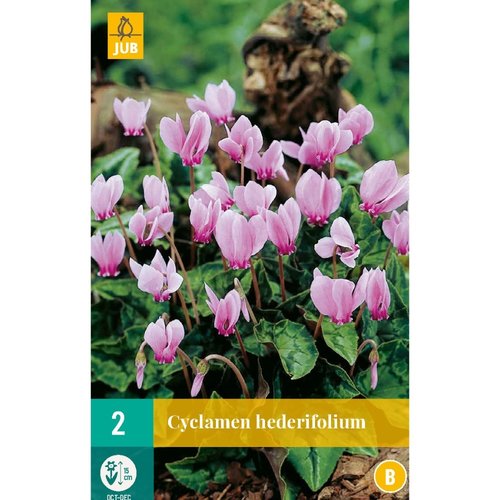 JUB Holland Cyclamen hederifolium
