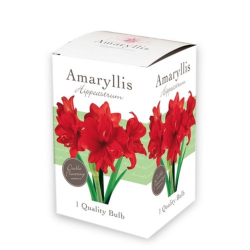 JUB Holland Doos met 1 Amaryllis Rood, dubbel