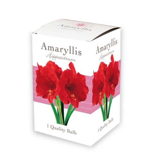JUB Holland Doos met 1 Amaryllis Rood, enkel