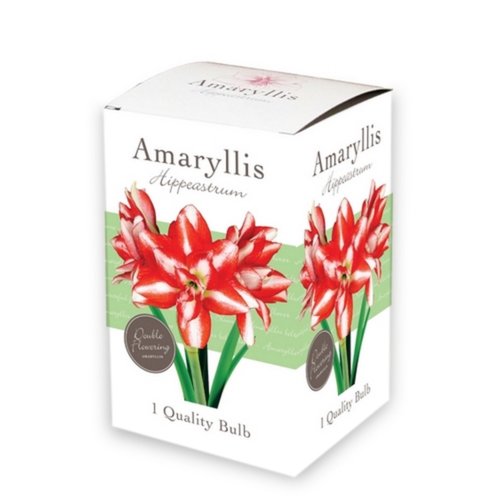 JUB Holland Doos met 1 Amaryllis Rood-Wit, dubbel