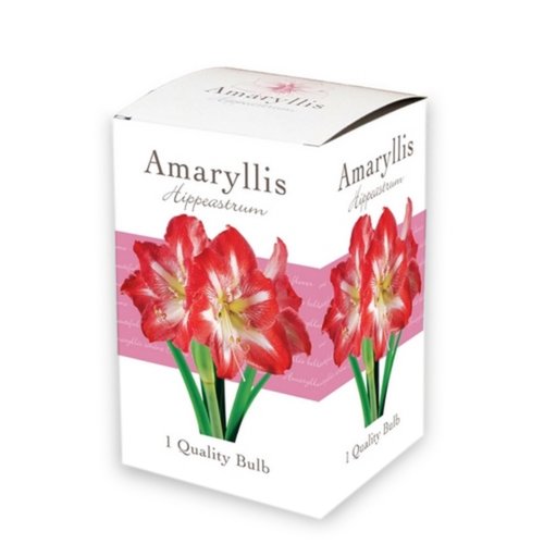 JUB Holland Doos met 1 Amaryllis Rood-Wit, enkel