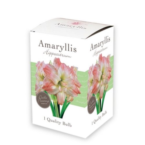 JUB Holland Doos met 1 Amaryllis Roze-Wit, dubbel