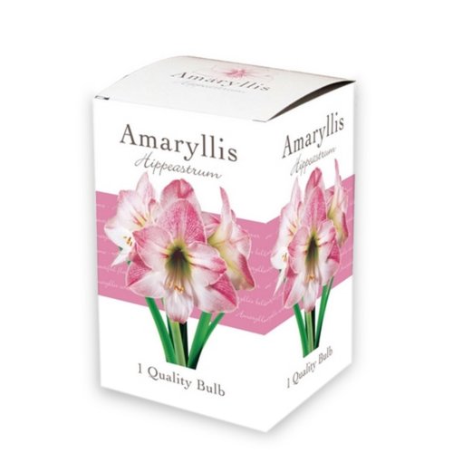 JUB Holland Doos met 1 Amaryllis Roze-Wit, enkel