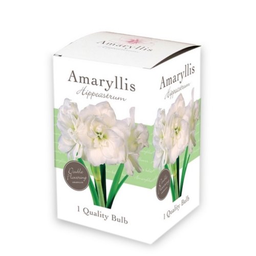 JUB Holland Doos met 1 Amaryllis Wit, dubbel