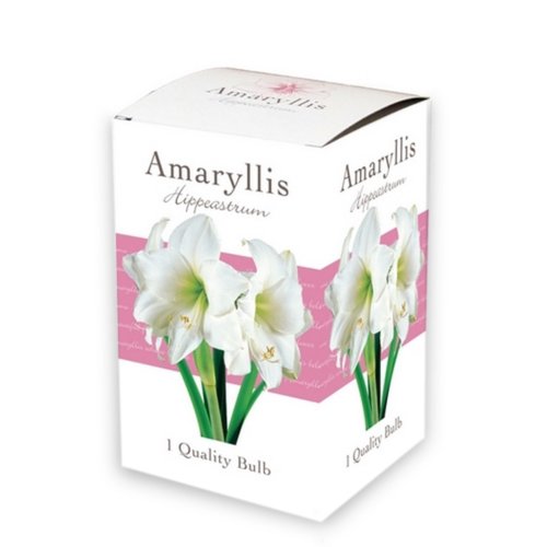 JUB Holland Doos met 1 Amaryllis Wit, enkel