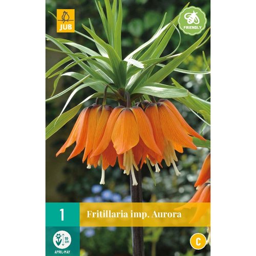 JUB Holland Fritillaria imp. Aurora