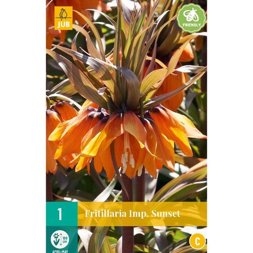 JUB Holland Fritillaria imp. Sunset