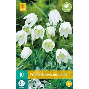 JUB Holland Fritillaria meleagris Alba