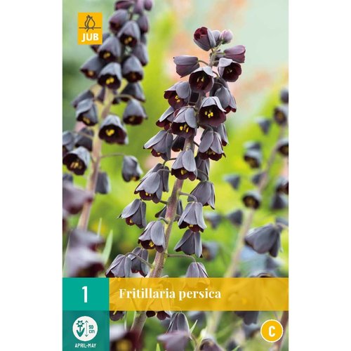 JUB Holland Fritillaria persica